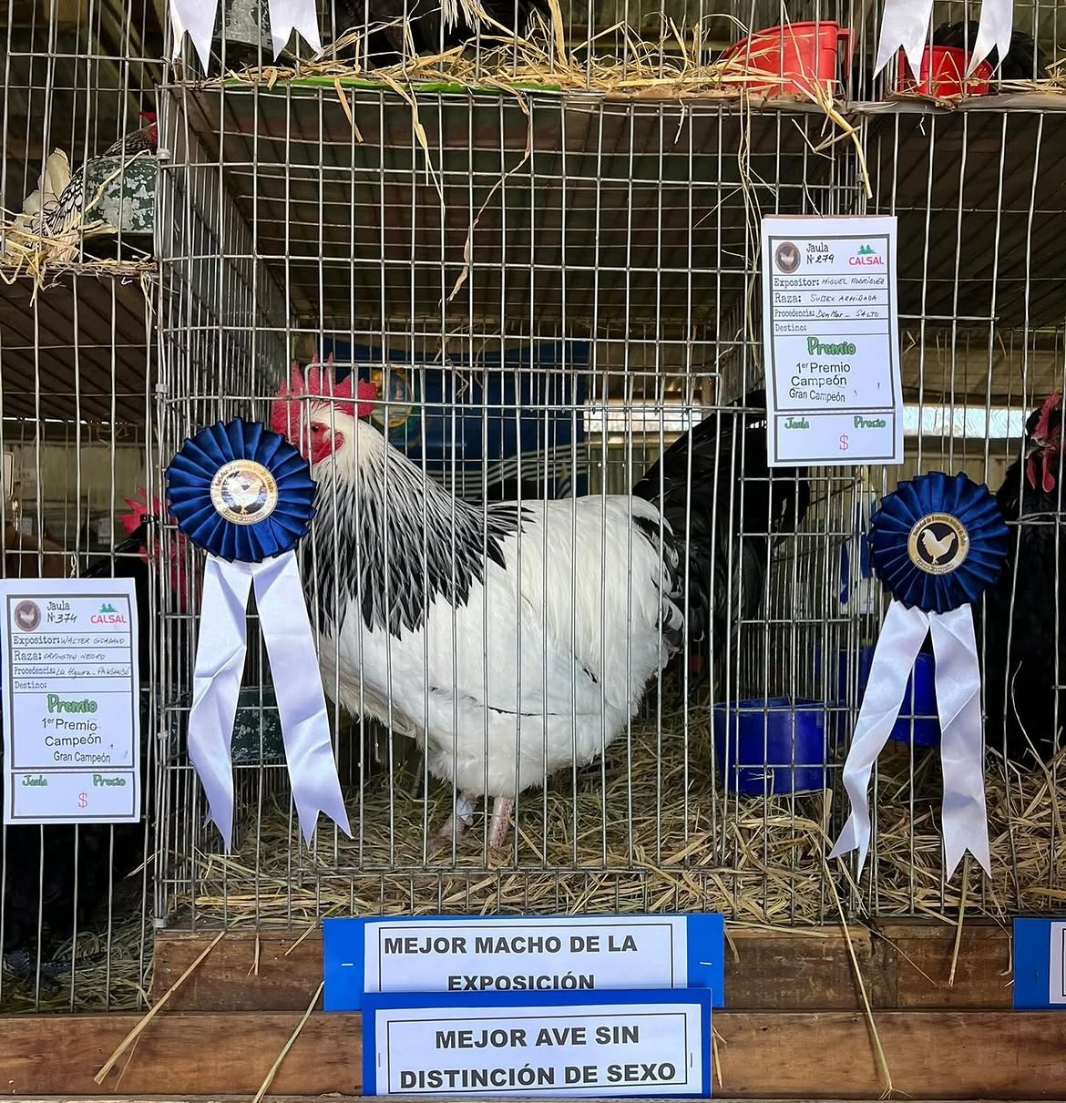 Salto será sede de la 83.ª Exposición Regional y 70.ª Exposición Nacional de Avicultura